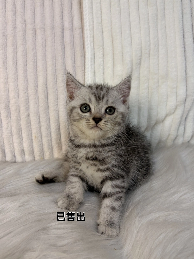 美國短毛貓弟弟
