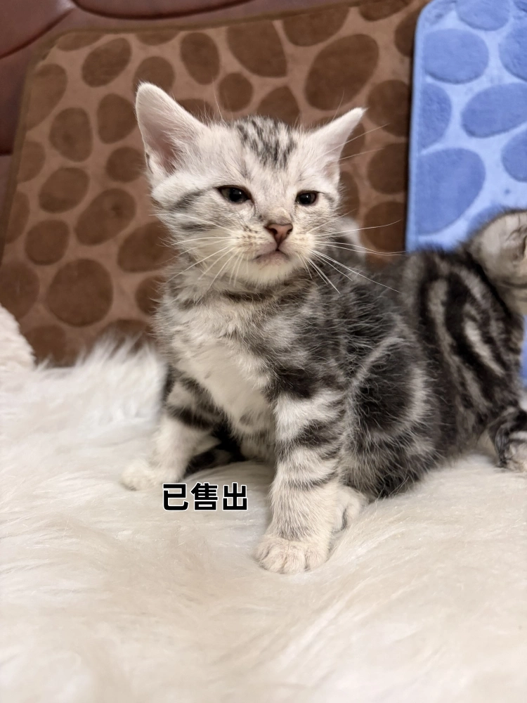 美國短毛貓弟弟