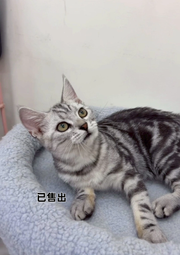 美國短毛貓弟弟