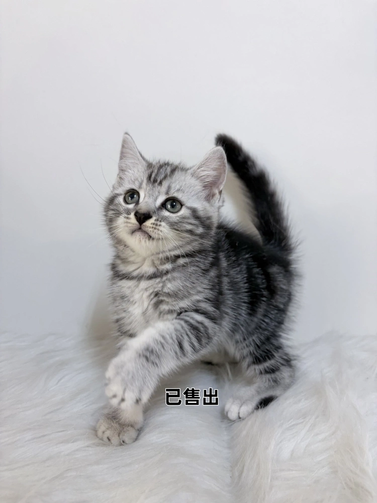 美國短毛貓弟弟