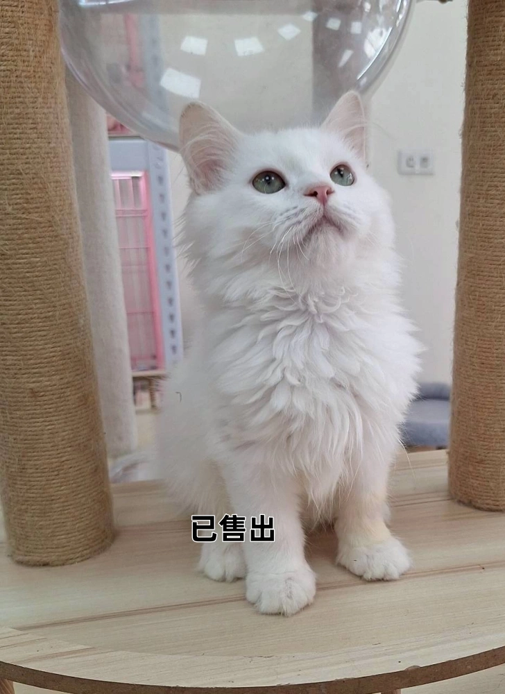白英長弟弟