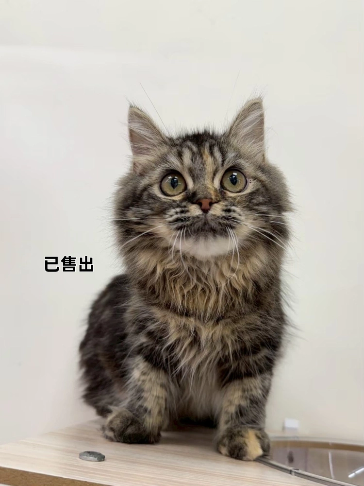 虎斑英長弟弟