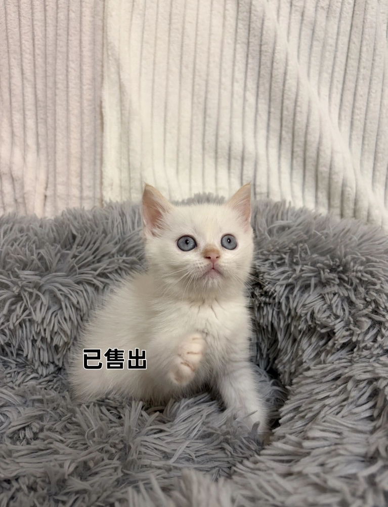 奶油端子英短妹妹