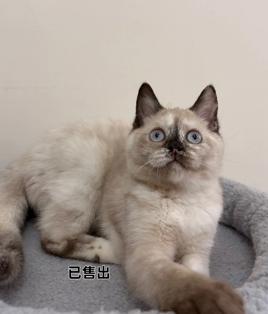 重點色英短妹妹