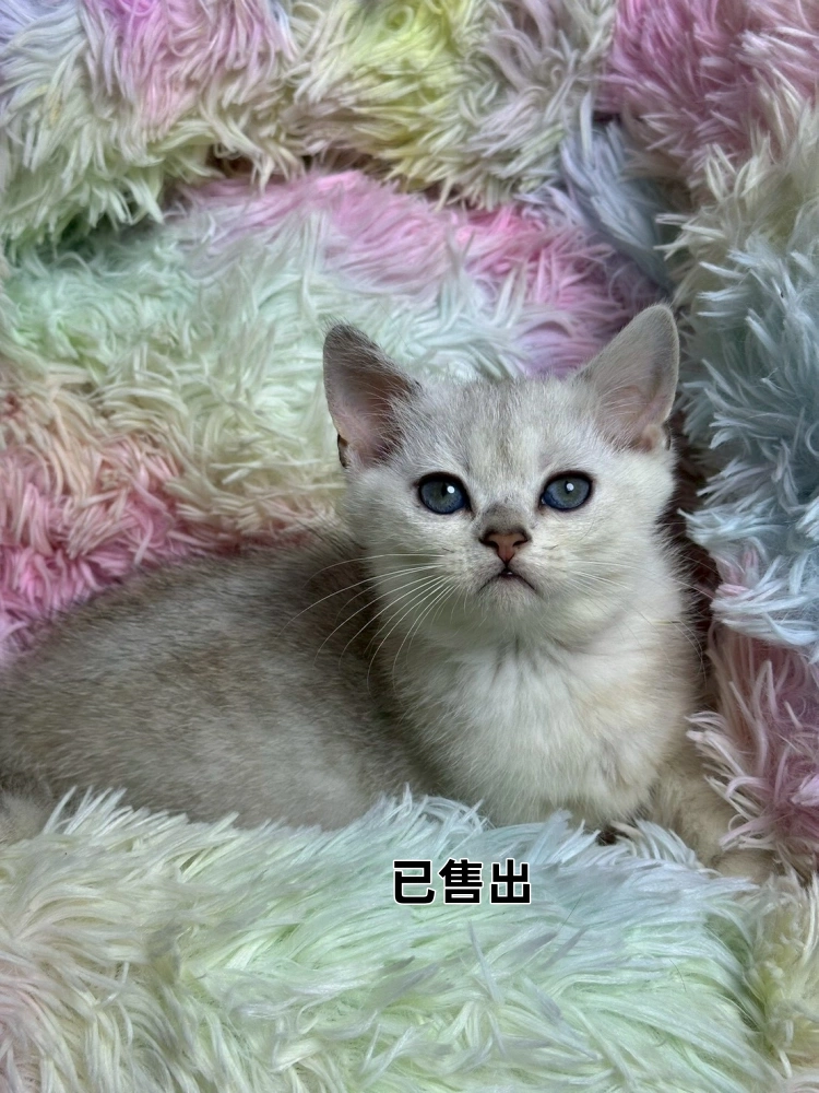 銀漸層英短妹妹