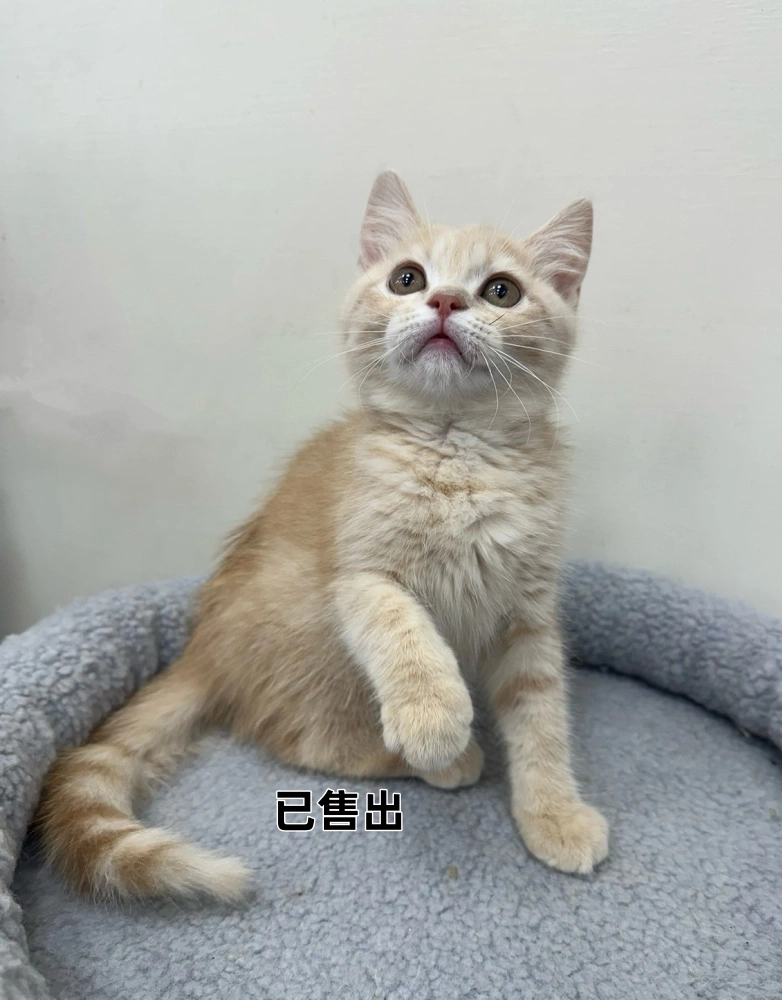 奶油英短妹妹