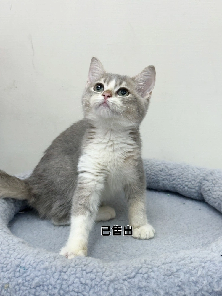 藍金加白英短妹妹