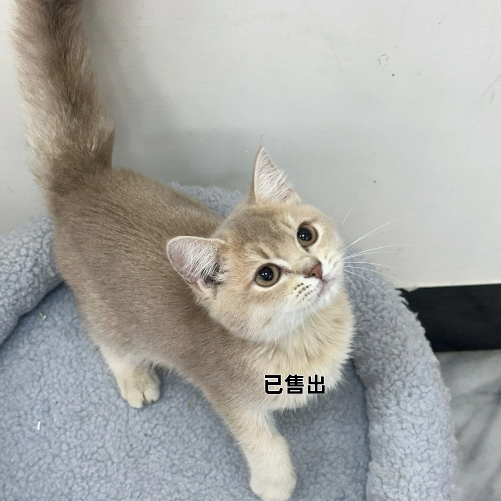 焦糖藍金英短弟弟