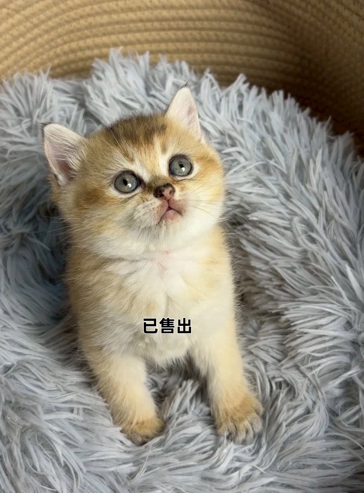 金漸層英短弟弟