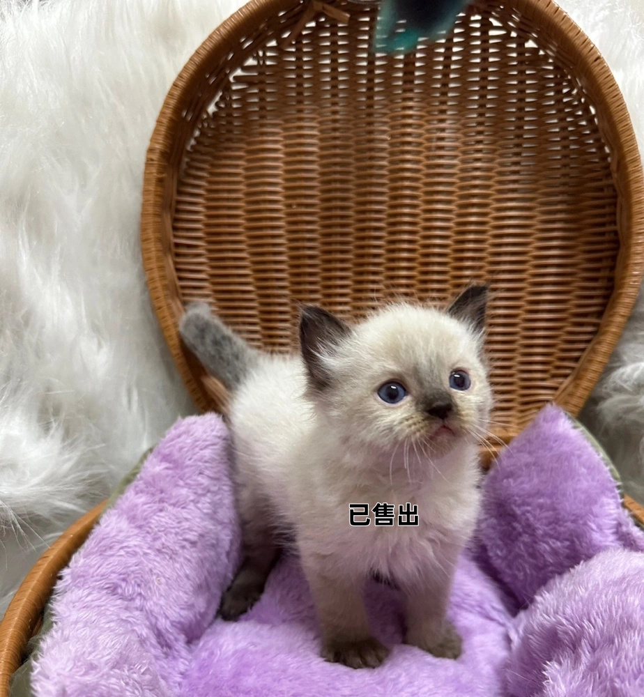 重點色英短弟弟-2號