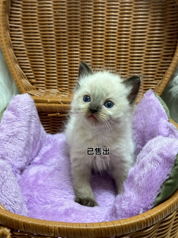 重點色英短弟弟-1號