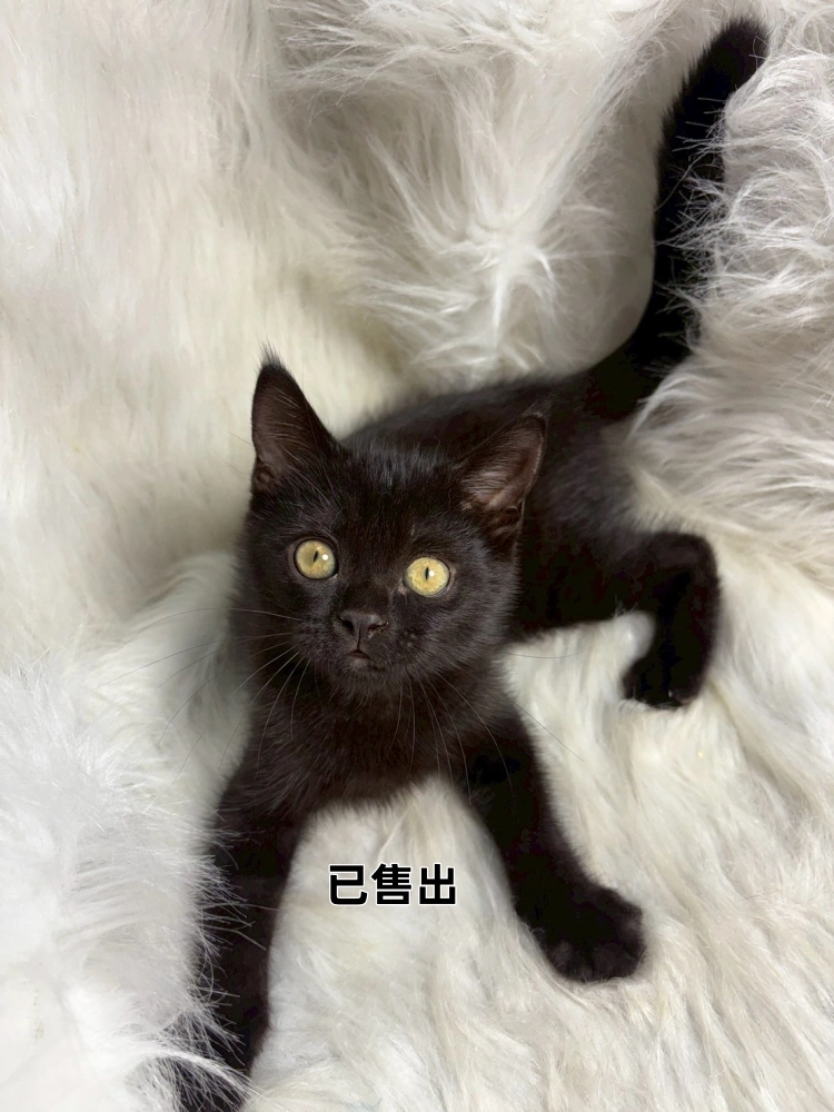 黑英短弟弟