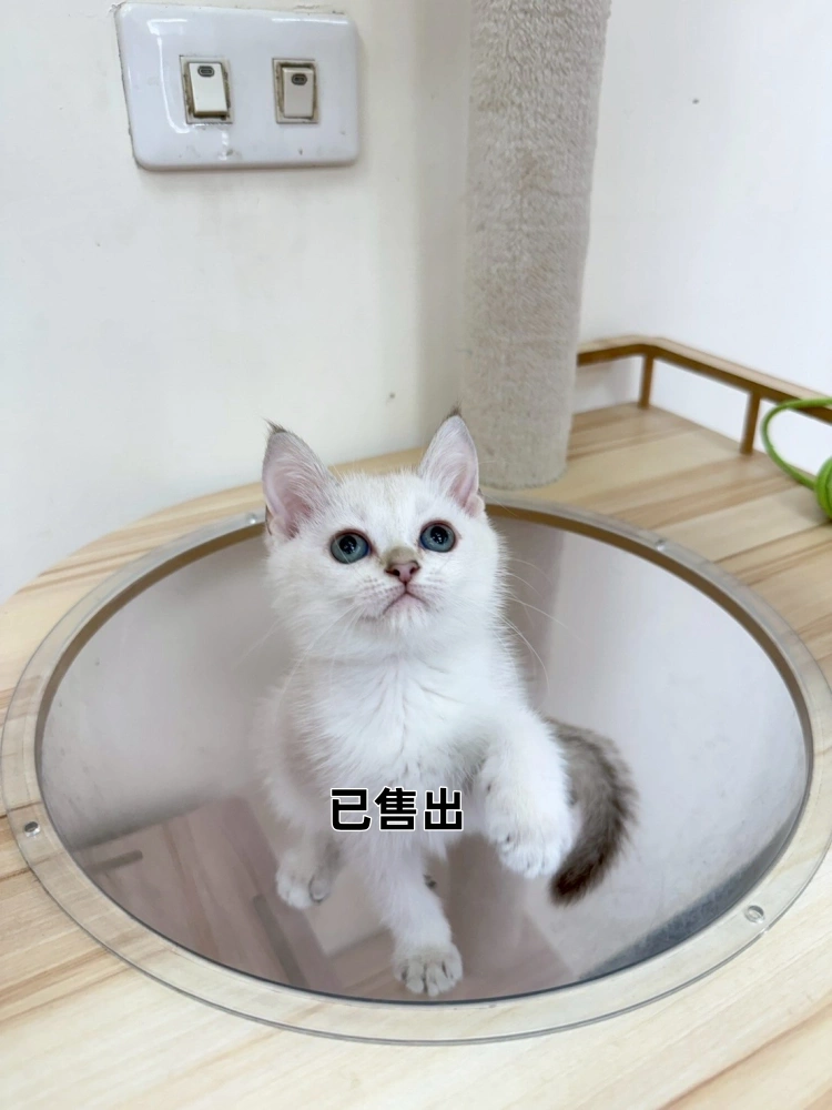 金點漸層英短妹妹