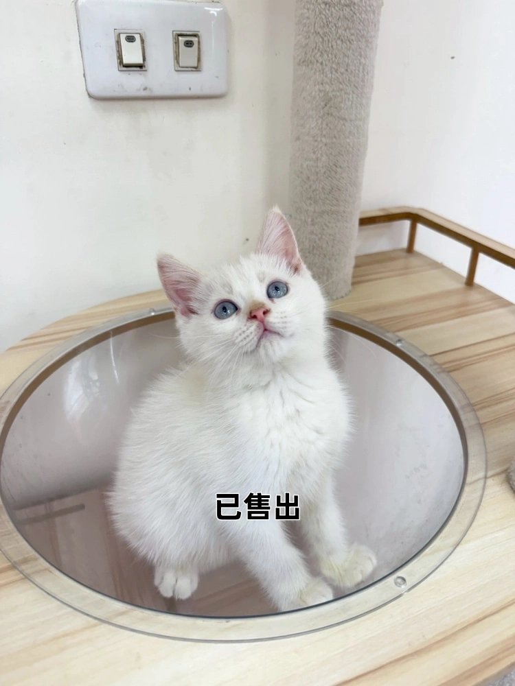 白英短弟弟