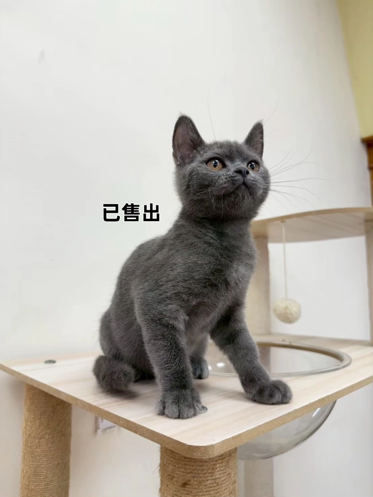 藍英短妹妹