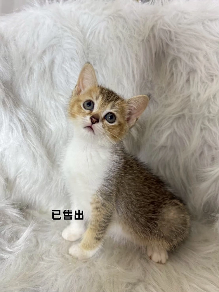 金加白英短弟弟