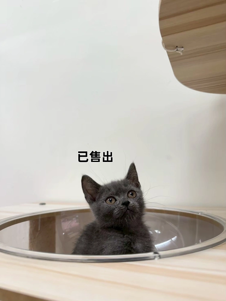 藍英短弟弟