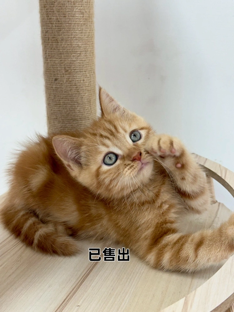 橘子色英短弟弟-2號