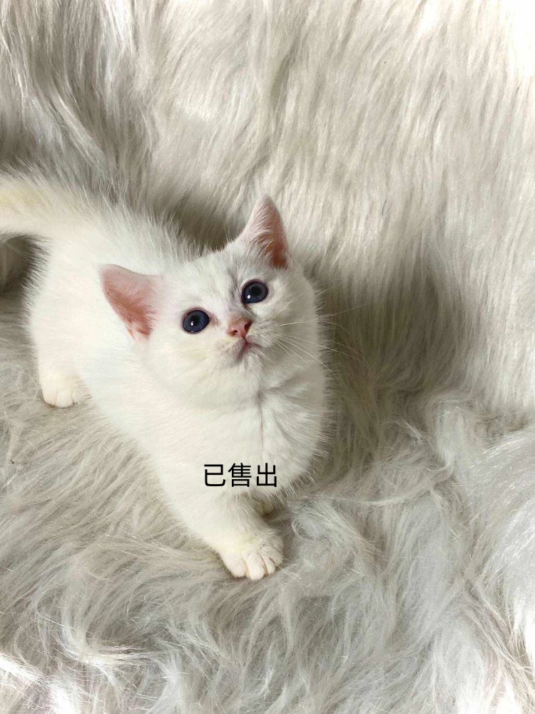 白曼赤肯妹妹