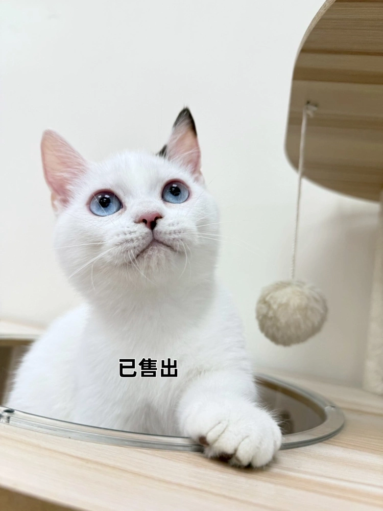 布偶曼赤肯妹妹