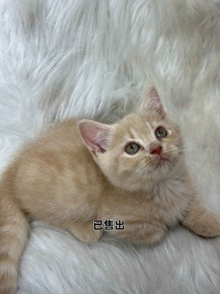 奶油曼赤肯弟弟