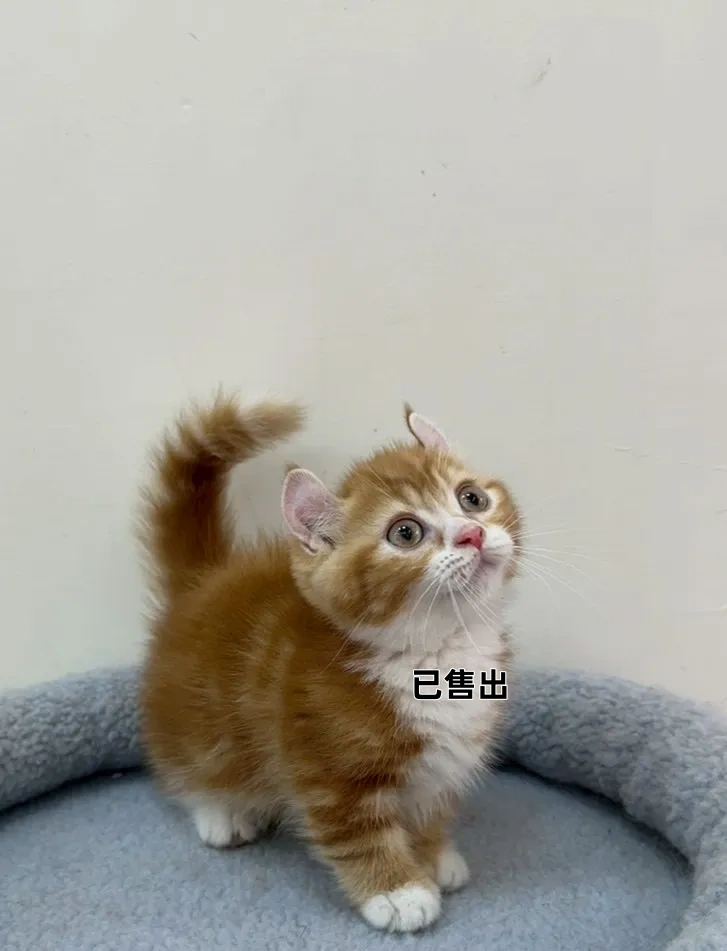 橘白捲耳曼赤肯弟弟