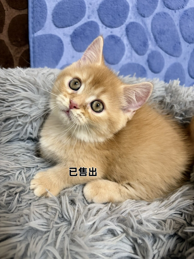 橘曼赤肯弟弟