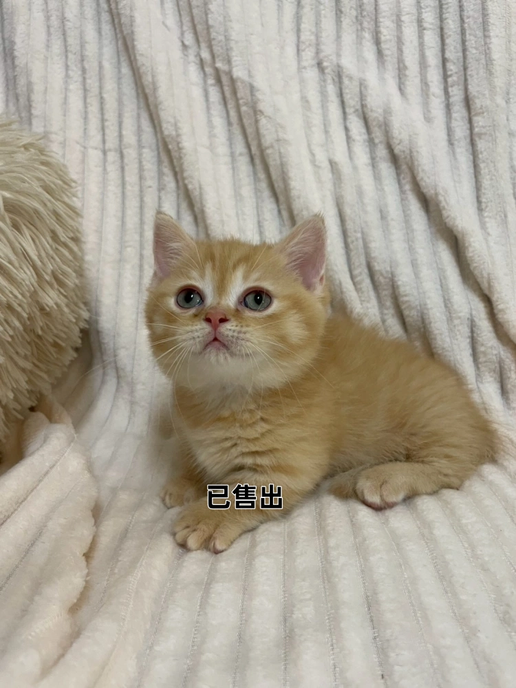 橘曼赤肯弟弟