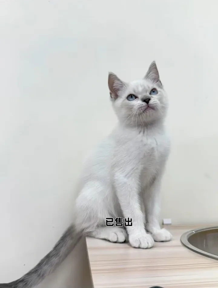 混血暹羅弟弟