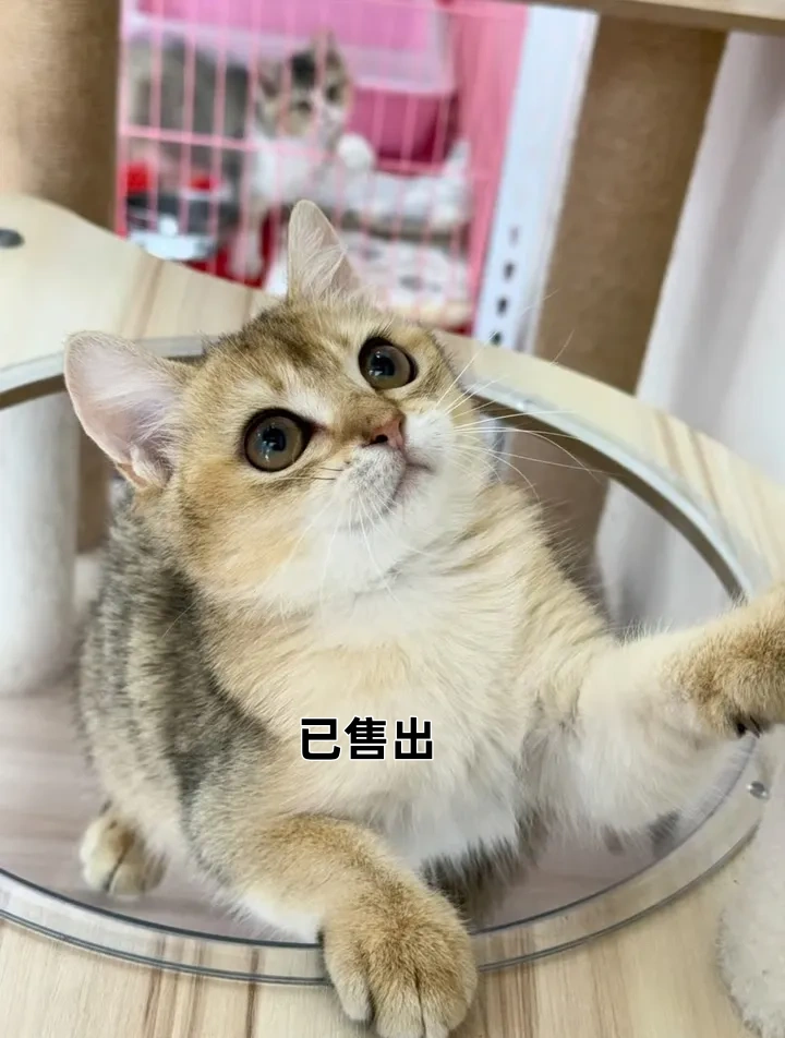 金漸層英短妹妹