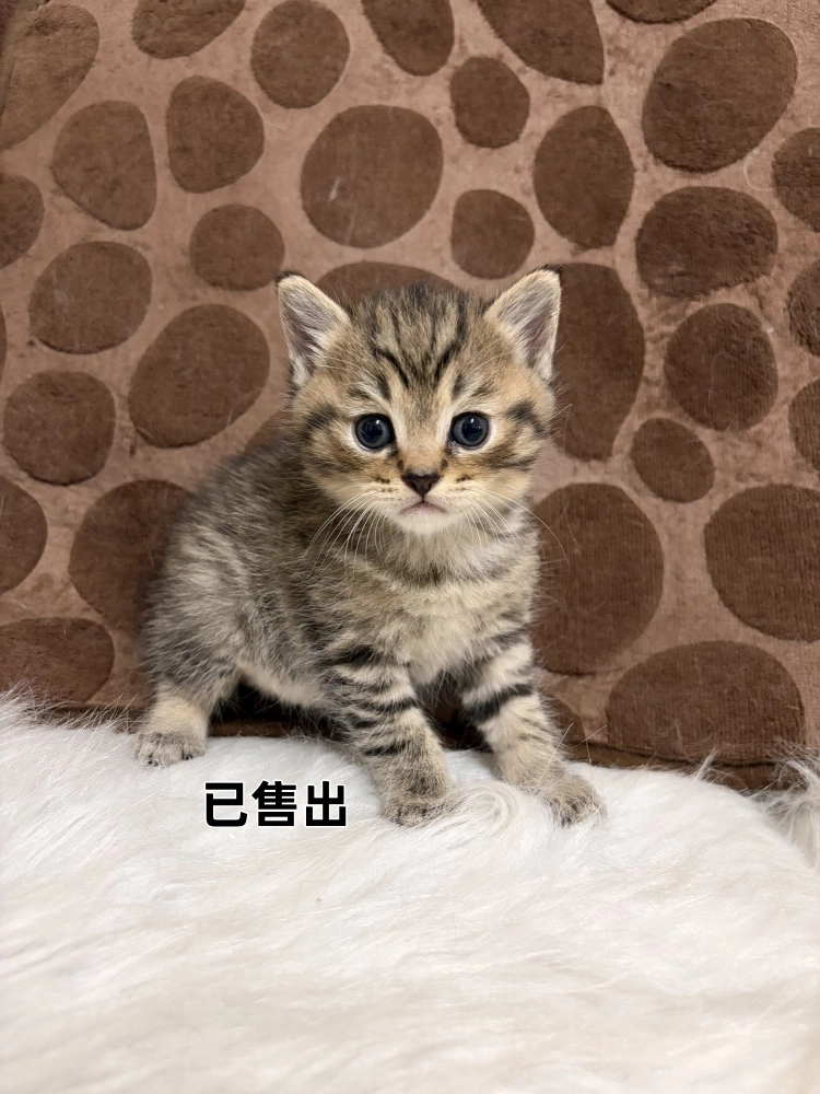 虎斑英短迪迪