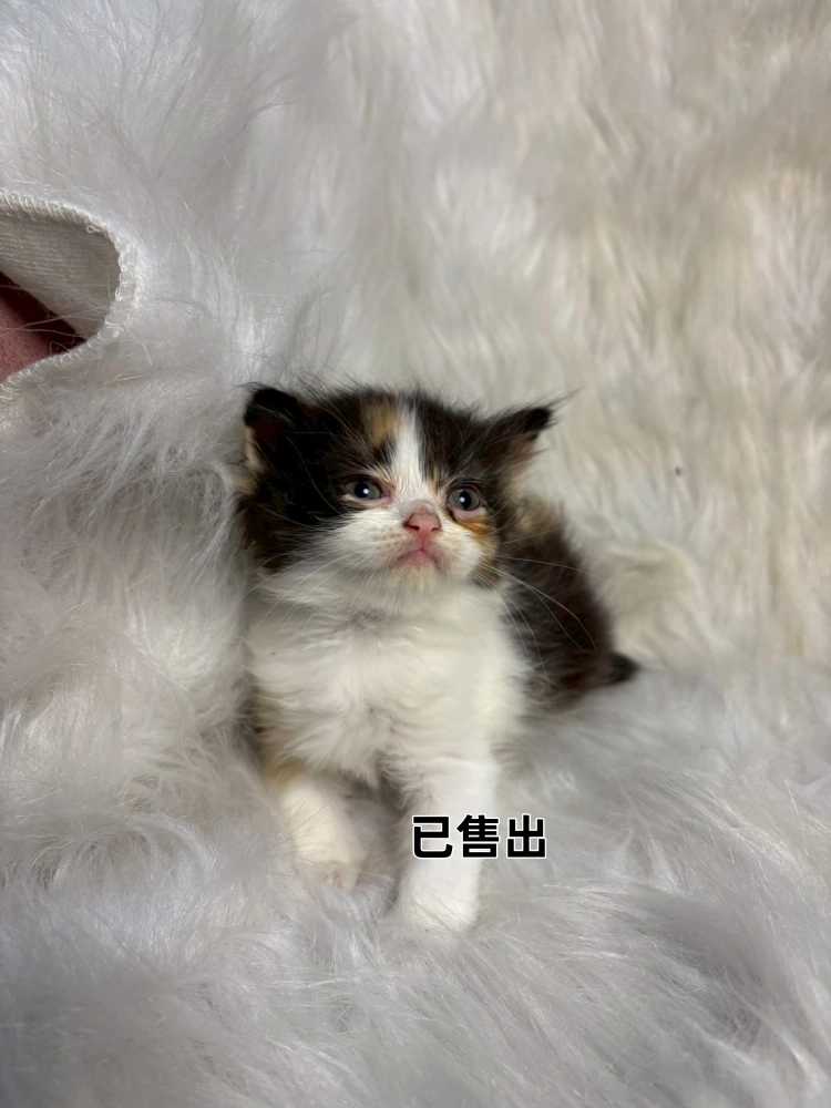三花英長妹妹