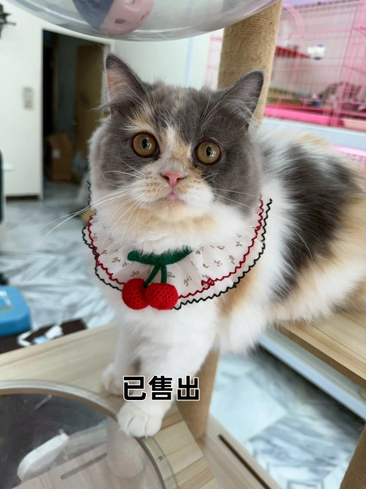 三花賓士英長妹妹