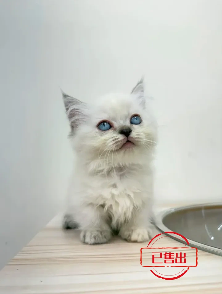重點色小步舞曲妹妹