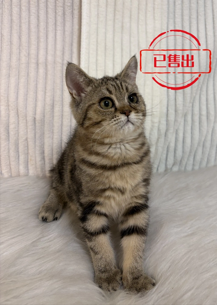 金虎斑英短弟弟