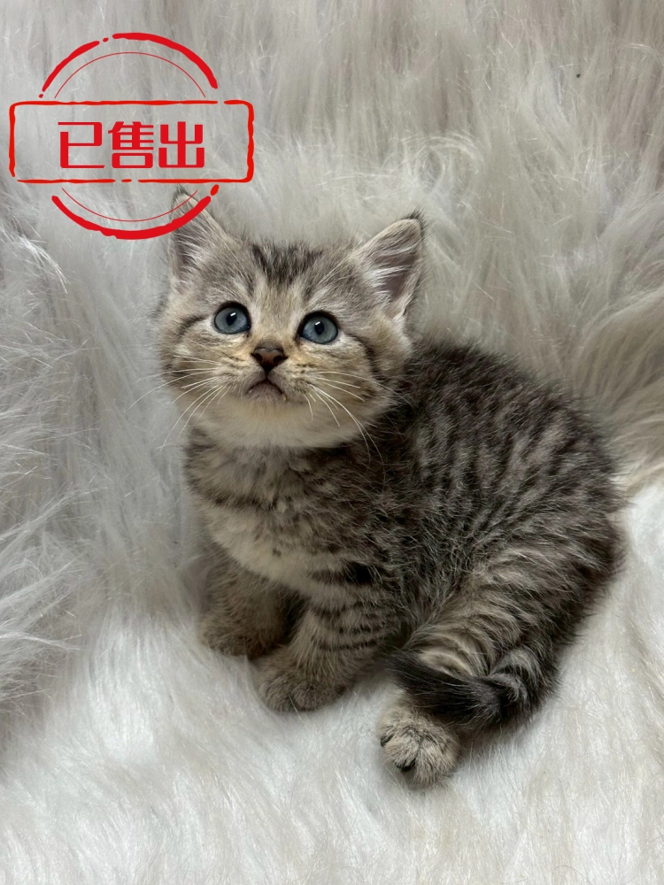 狸花紋英短妹妹