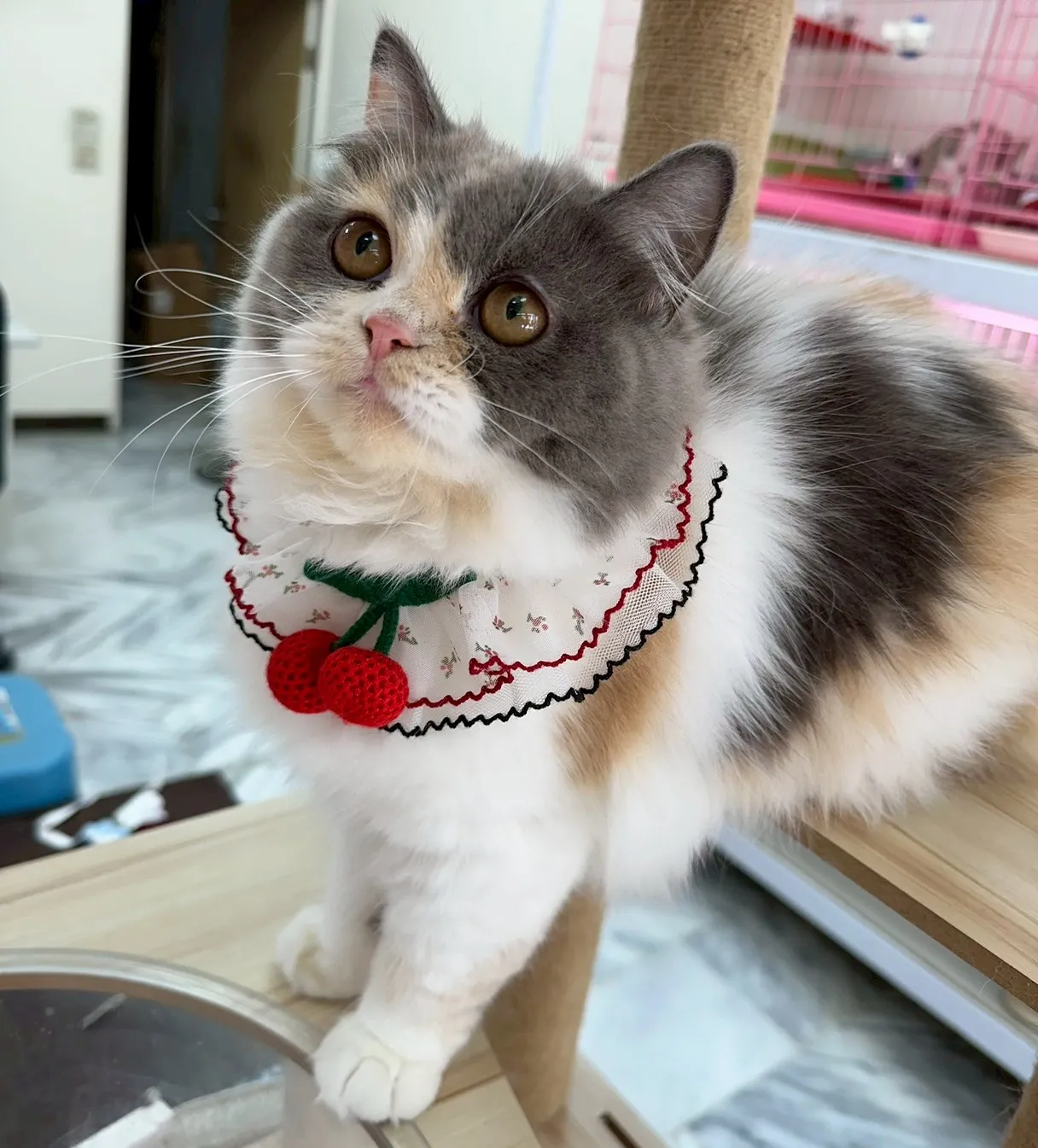 三花賓士英長妹妹