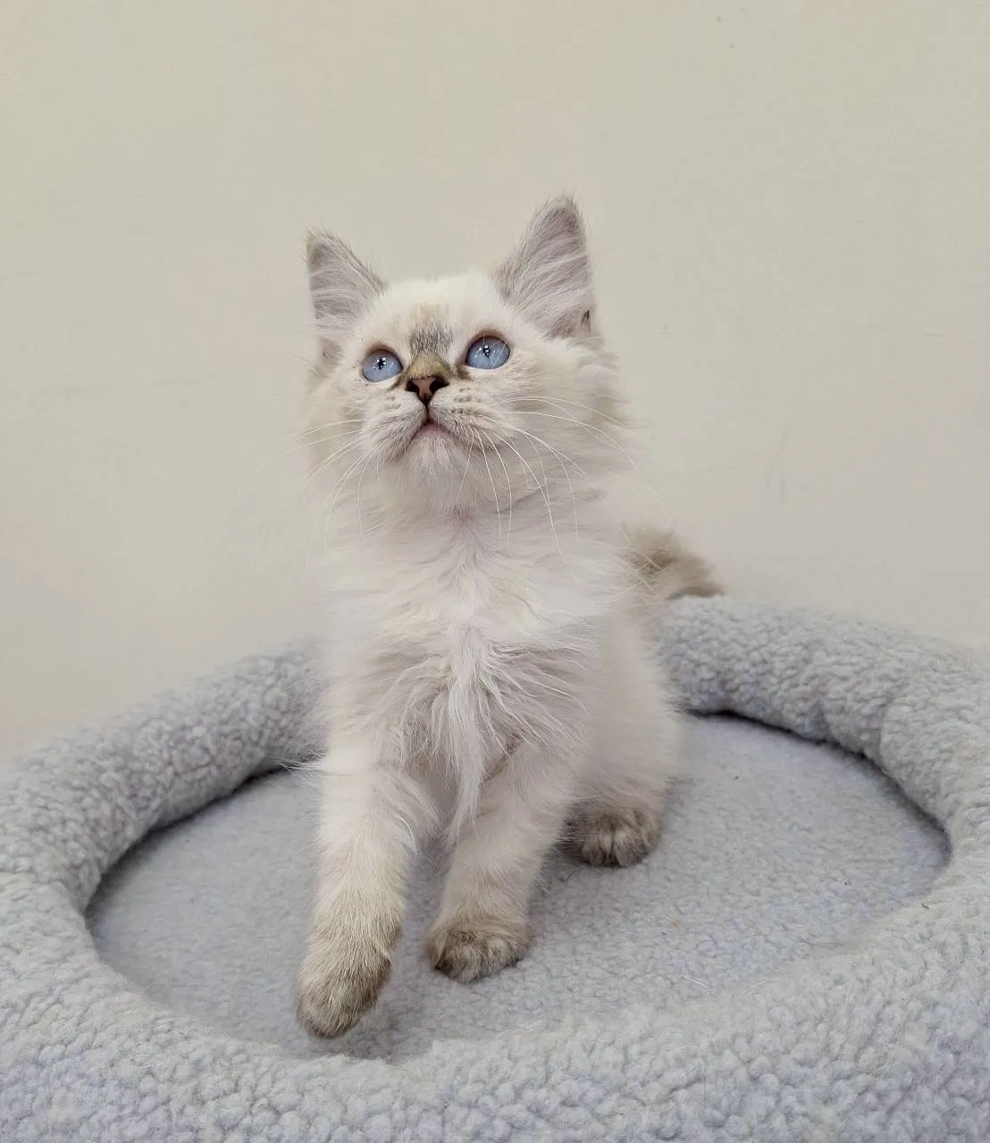 山貓紋重點色布偶妹妹