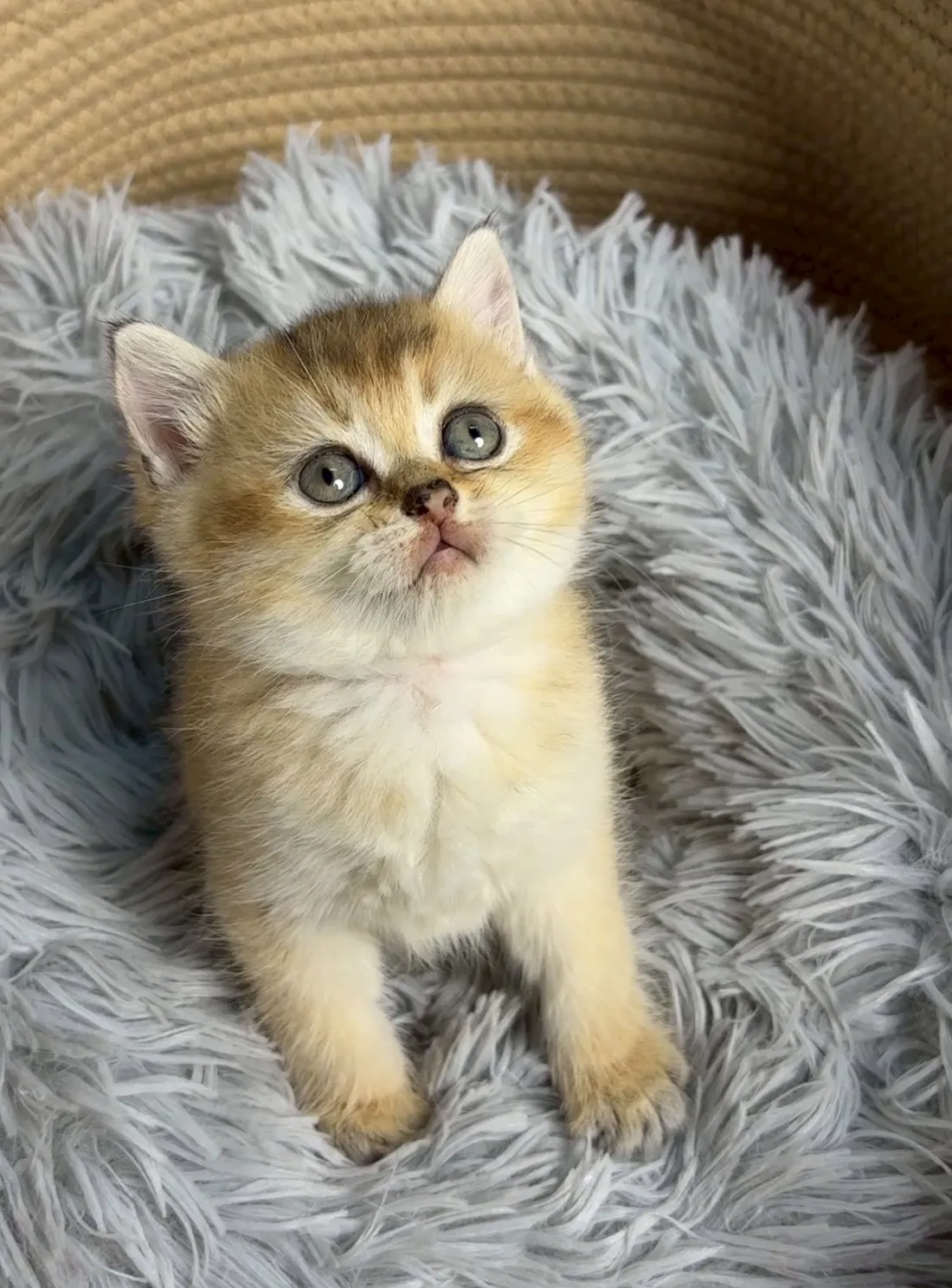 金漸層英短弟弟