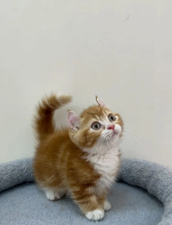 橘白捲耳曼赤肯弟弟