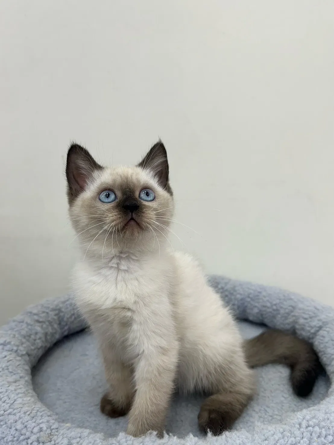 巧克力重點布偶妹妹(混血暹羅)