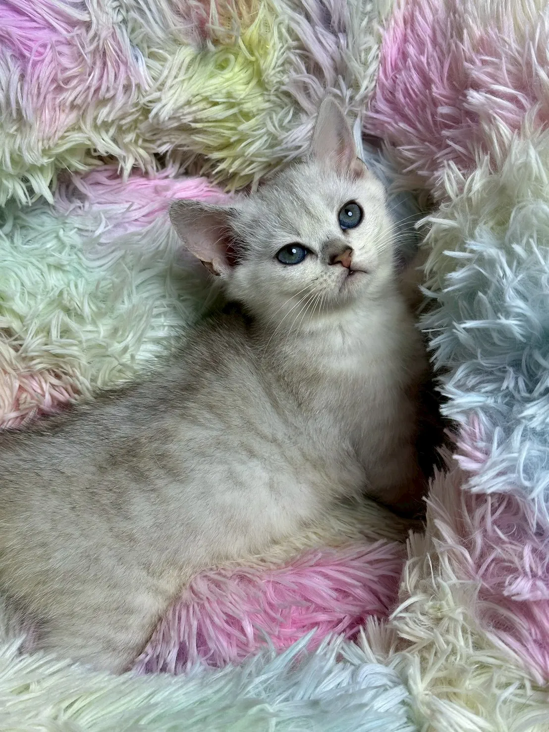 銀漸層英短妹妹