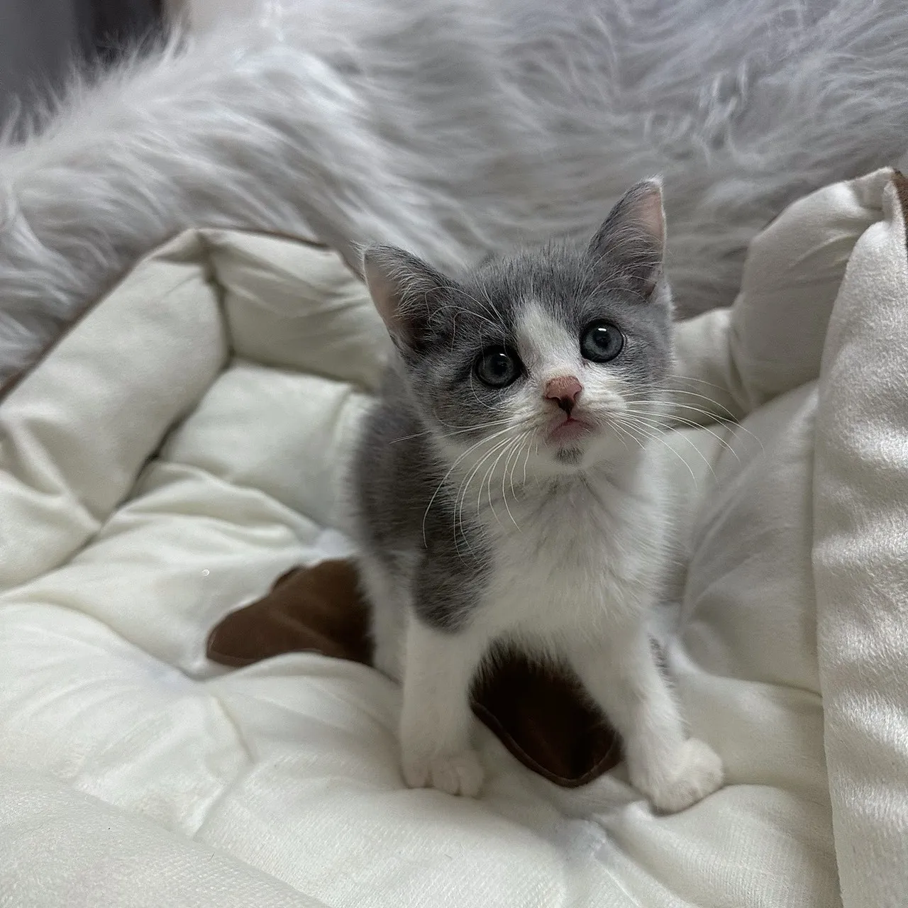 藍白賓士英短弟弟