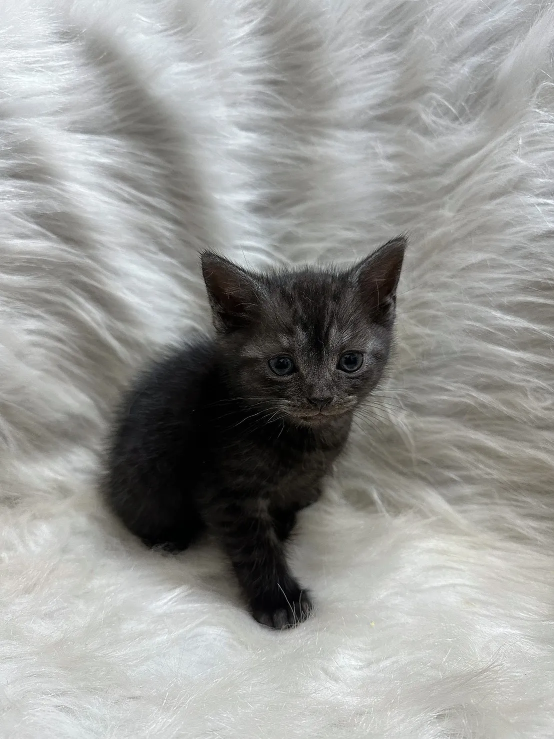 煙燻黑虎斑英短妹妹