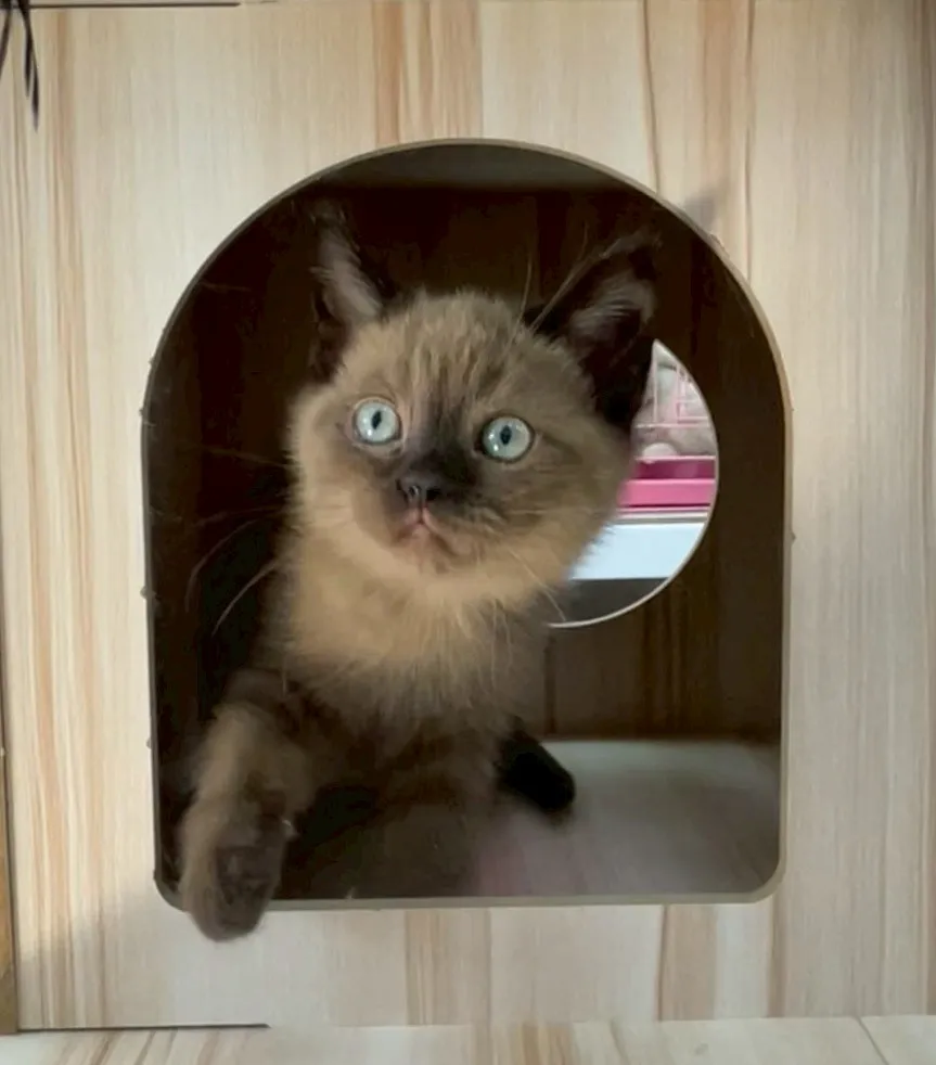 重點色英短妹妹