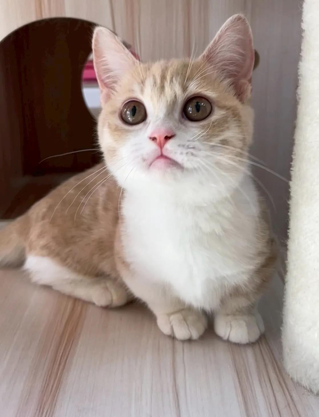 奶油加白曼赤肯妹妹