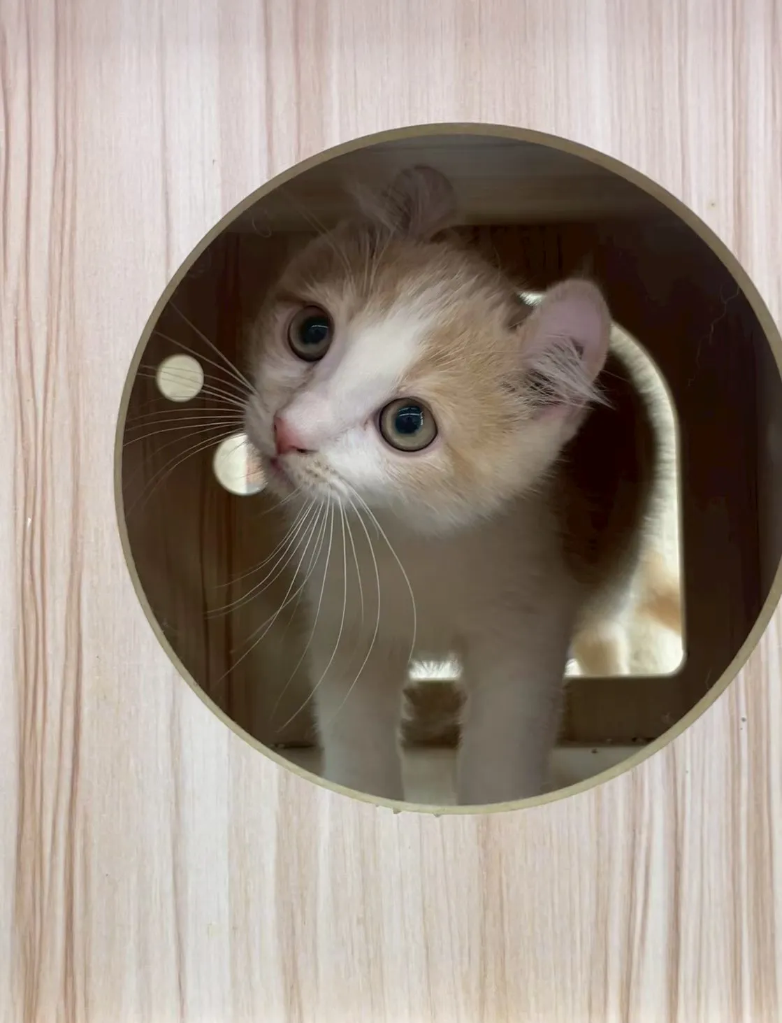 捲耳奶白英短弟弟