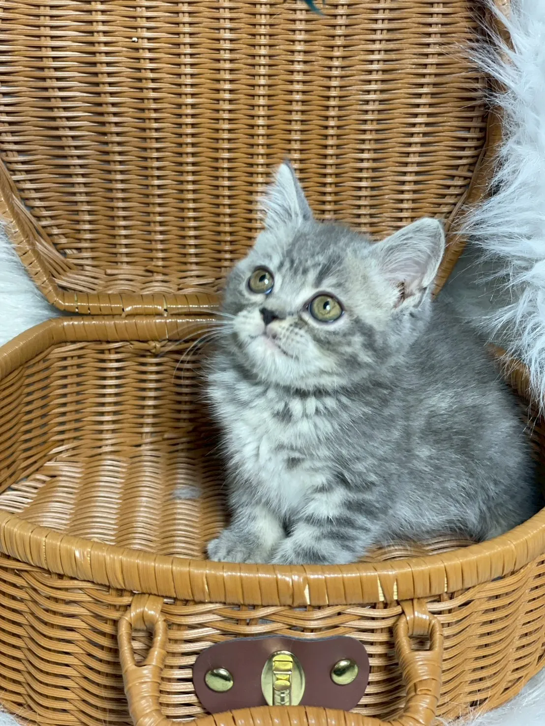 藍虎斑英短弟弟