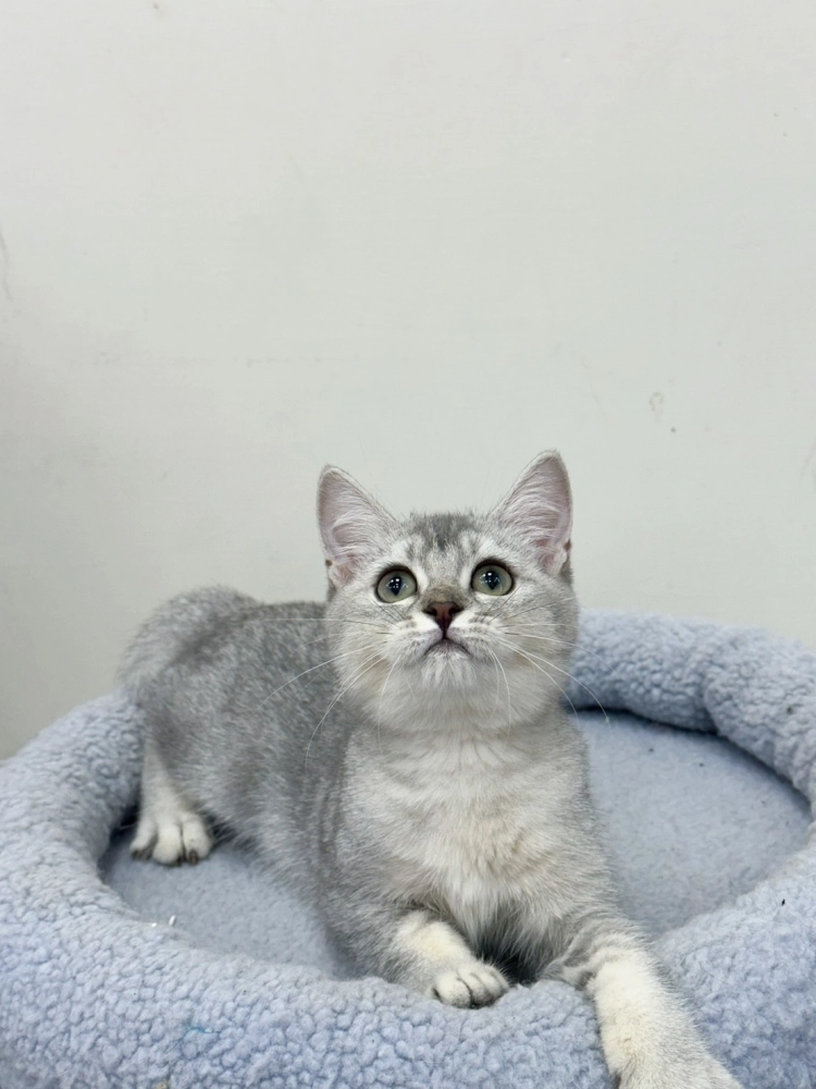 銀漸層英短弟弟