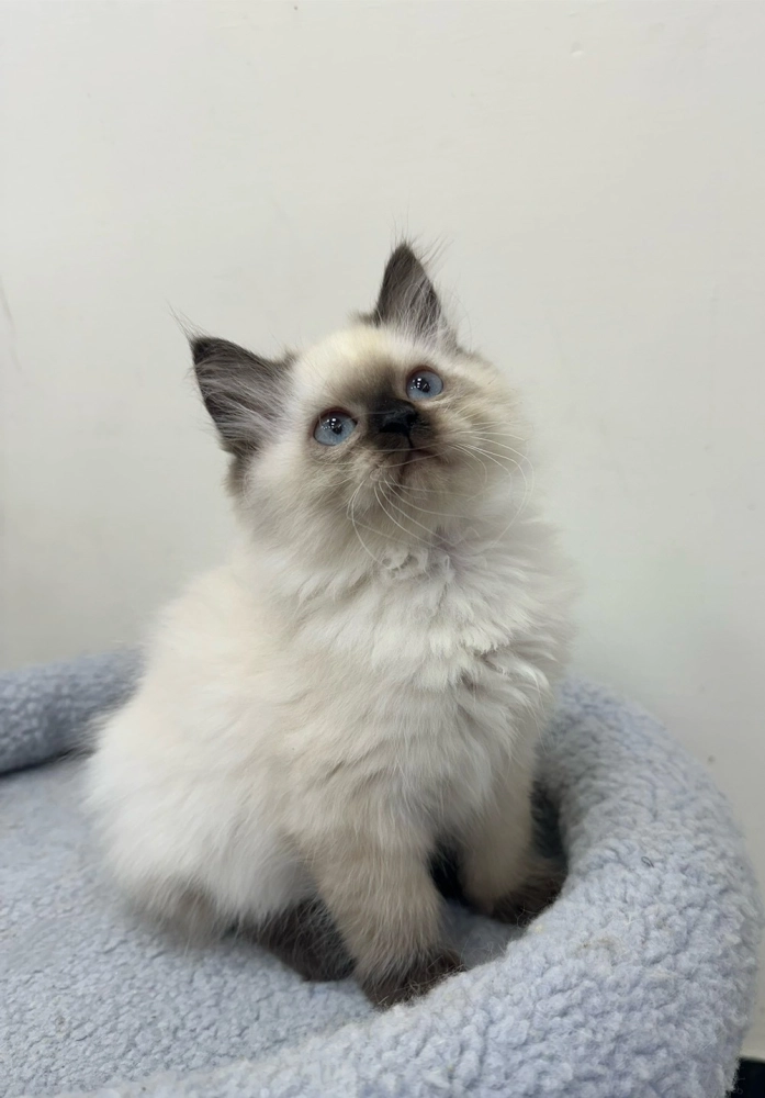 巧克力重點布偶妹妹